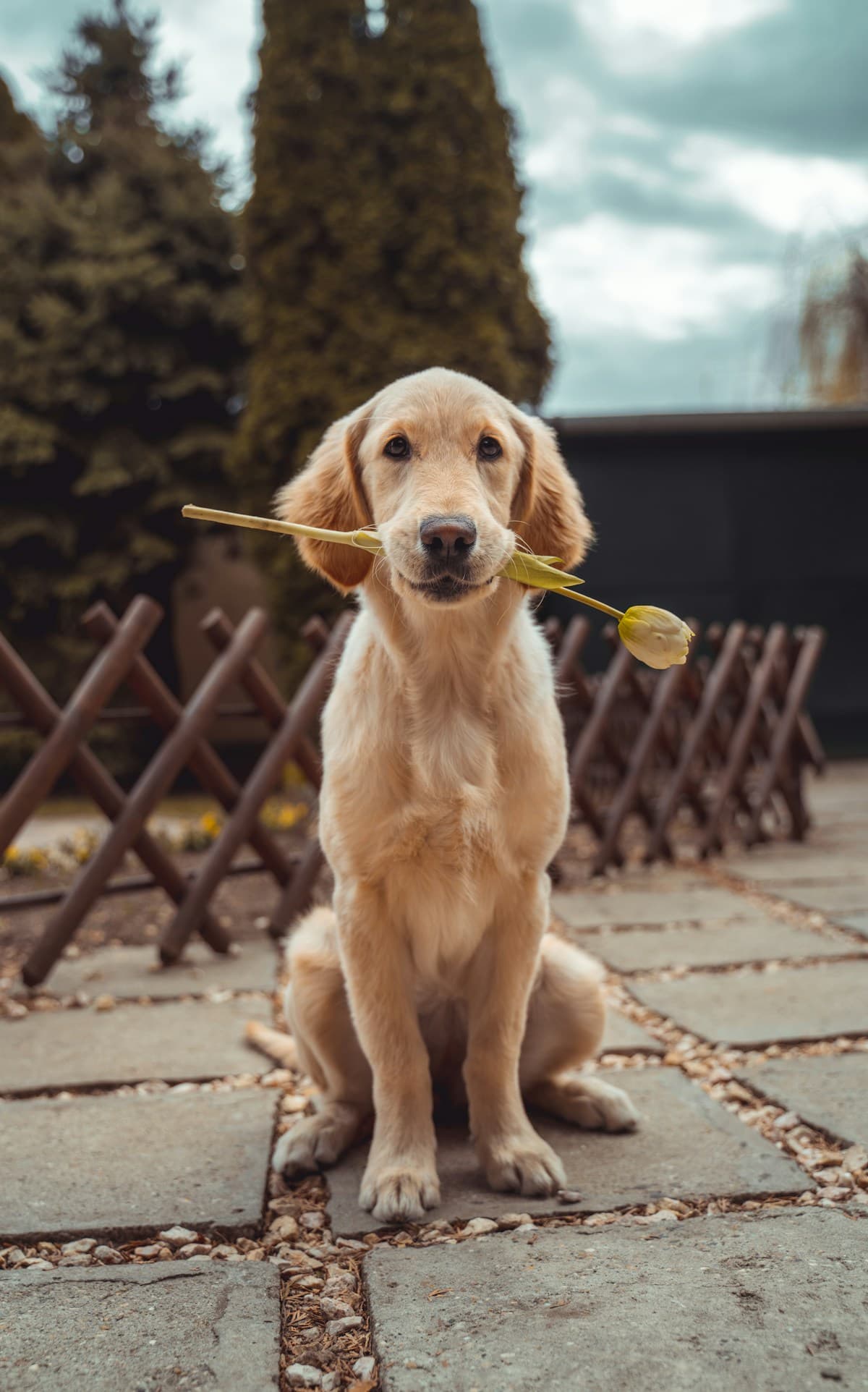 Cachorro golden retriever ao ar livre